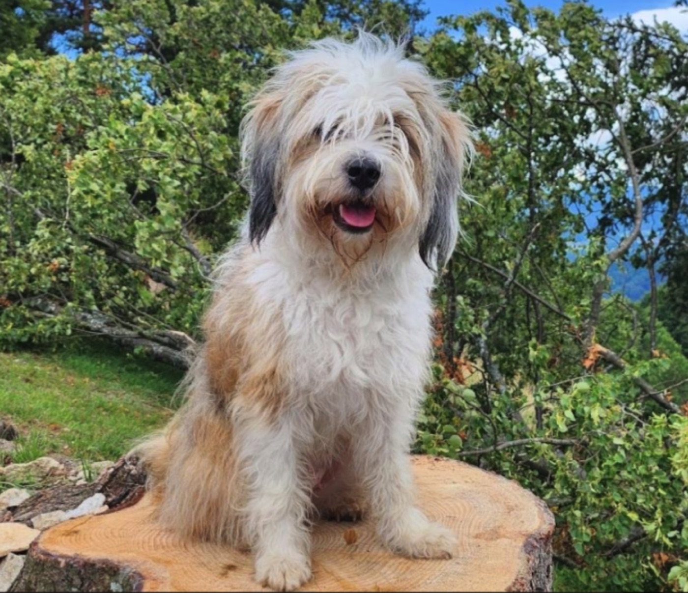Ava Hera, tibetanska terierka